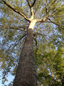 私の住居は古くて歴史ある並木道に面してあります。その並木道の木。今ちょうど大きくなりすぎた部分を樹木医が２５メートルに剪定中。