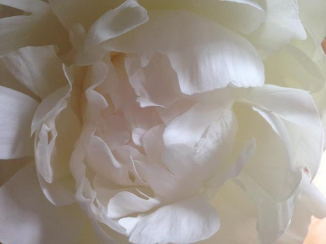 13567177_1175169709201087_6863732888357177248_n