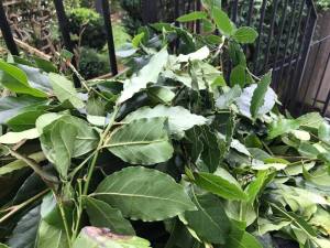 21766571_1465105986942541_1384531954906915967_n